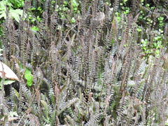 Blechnum penna-marina