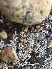 Selaginella cinerascens