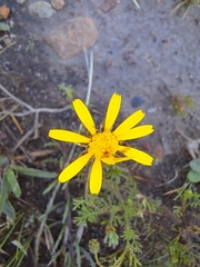 Ursinia