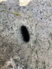 Hypercompe scribonia