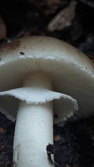 Amanita pantherina