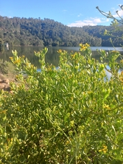 Osteospermum moniliferum