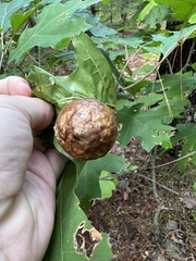 Amphibolips