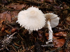 Lepiota clypeolaria