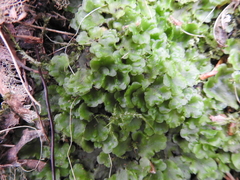 Pellia neesiana