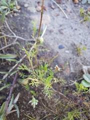 Ursinia