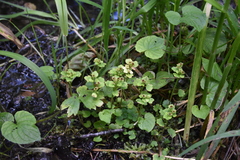 Chrysosplenium tetrandrum