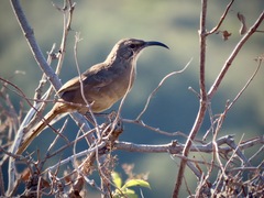 Toxostoma redivivum