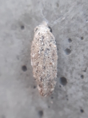Tineoidea