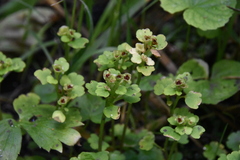 Chrysosplenium tetrandrum