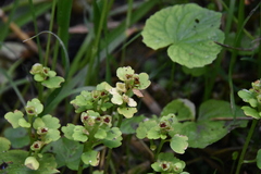 Chrysosplenium tetrandrum