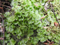 Pellia neesiana