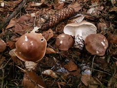 Leucopaxillus gentianeus
