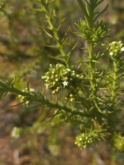 Thesium capitatum