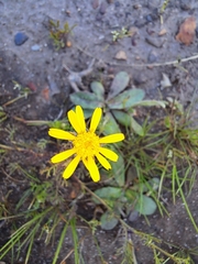 Ursinia