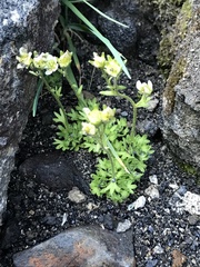 Saxifraga