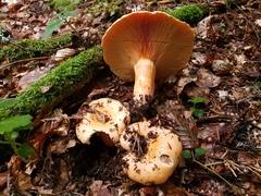 Lactarius deliciosus