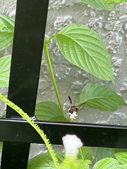 Pachodynerus erynnis