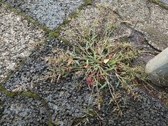 Eragrostis minor