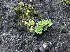 Saxifraga