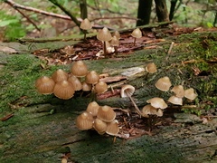 Mycena stipata