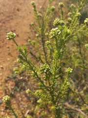 Thesium capitatum