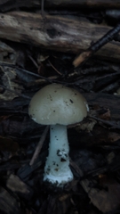 Amanita pantherina