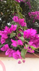 Bougainvillea