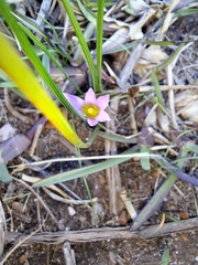 Romulea rosea