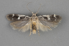 Filatima obidenna