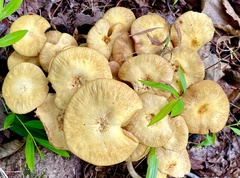 Desarmillaria caespitosa