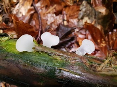 Pseudohydnum gelatinosum