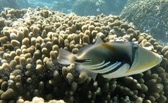 Rhinecanthus aculeatus