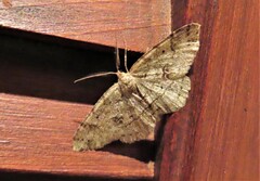 Melanolophia canadaria