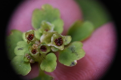 Chrysosplenium tetrandrum