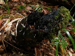 Xylaria hypoxylon