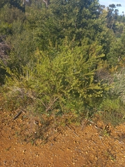 Thesium capitatum