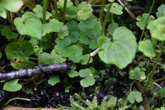Chrysosplenium tetrandrum