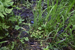 Chrysosplenium tetrandrum