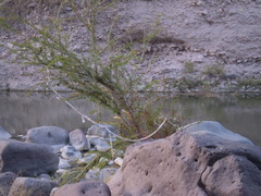 Eysenhardtia polystachya