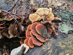 Stereum subtomentosum