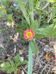 Portulaca umbraticola