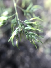 Poa alpina