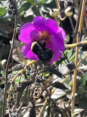 Bombus vosnesenskii
