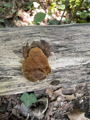 Fuscoporia