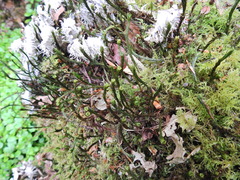 Polytrichum formosum