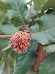 Andricus foecundatrix