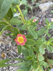 Portulaca umbraticola