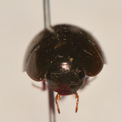 Limnohydrobius