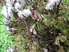 Polytrichum formosum